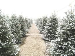 Christmas Tree Farm