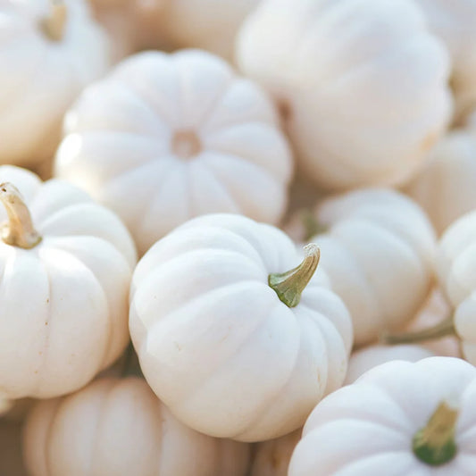 White Pumpkin Soy Candle